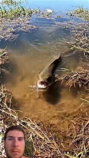 Really or fake fishing video #fishing