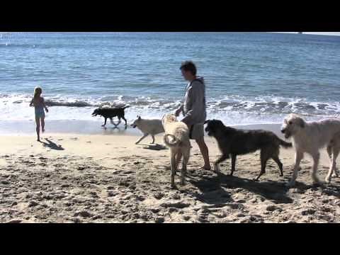 Huntington Dog Beach