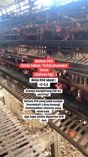 FCR (Feed Conversion Ratio) pada ayam petelur adalah rasio efisiensi penggunaan pakan, yaitu berapa banyak pakan (dalam kg) yang dibutuhkan untuk menghasilkan 1 kg telur. #peternak #ayam #petelur #kediri #masyaallahtabarakallah | Fety Nich