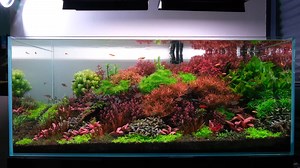 Trimming and recovery of stem plants across 3 weeks. Ludwigia arcuata stems are trimmed deep, which allows other surrounding stems to gain ground in the next cycle. Deep trimming stems work when the base stems are still healthy and robust enough to recover. If the base stems are unhealthy they will get attacked by algae. If this happens - then one should replant fresh tops, and uproot and discard the base stem. Tank grown with: APT Feast substrate APTe in water column Music: Unbreakable resolve,