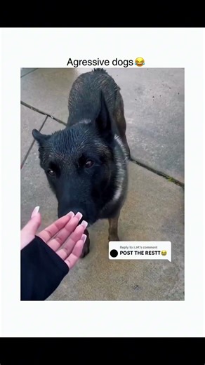 Dog.exe has stopped responding 💻🐶