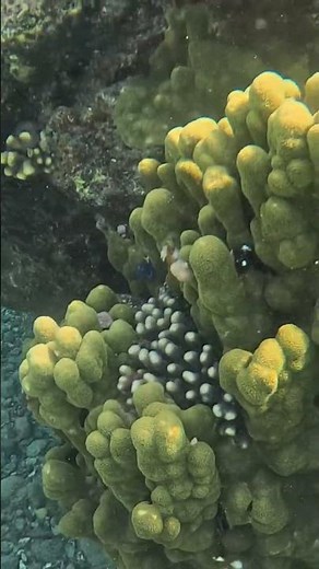 Clubbed Finger Coral Close Up with Hidden Life 🪸🌊✨