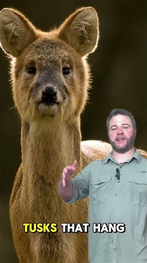 This Deer Grows Vampire Fangs!