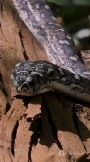 Python's Deadly Squeeze : Nature's Hug of Doom