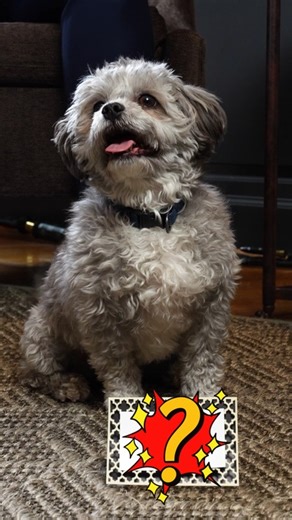 Tucker’s Super Bowl pick is in! 🐶 🏈 | Governor Wes Moore