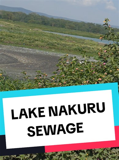 Lake Nakuru sewage problem explained