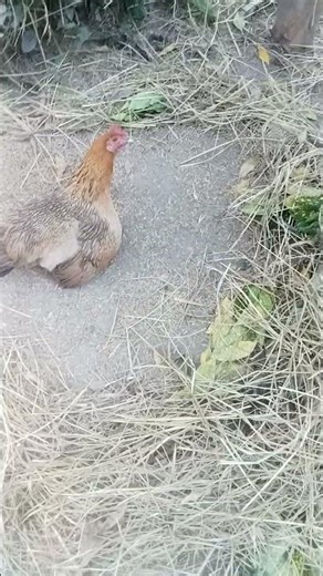 murgi wala video song