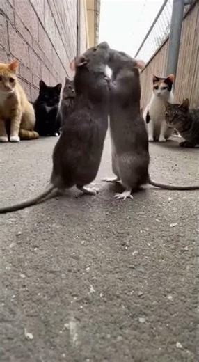 Cats Surround Two Rats in a Wild Territorial Standoff Caught on Phone