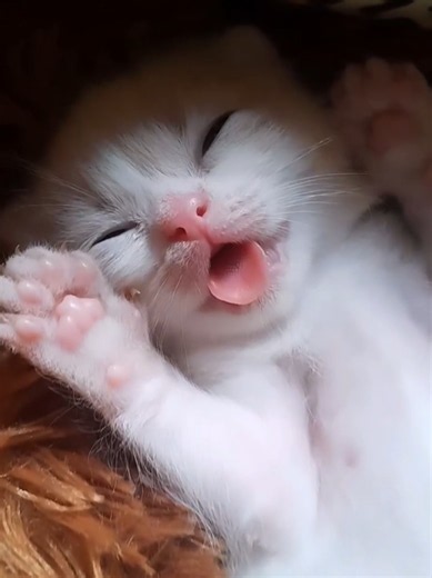 Kittens #cat #cute #catvideo #cutecat #funnyvideo | kittens