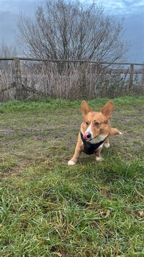Nemo’s afternoon walk by the lake #corgi nemo #lake