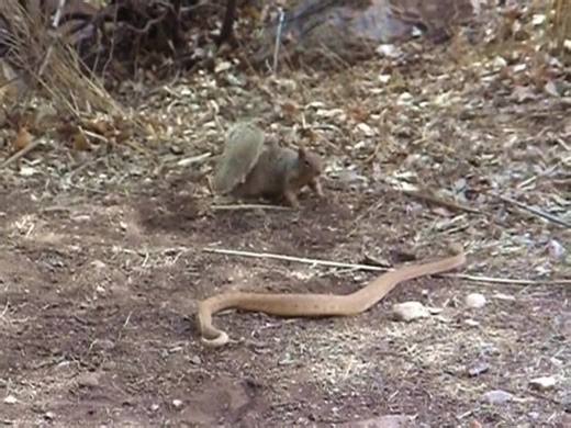 #WorldSnakeDay The Grand Canyon Rattlesnake (Crotalus viridus abyssus) is unique to Grand Canyon region. This snake is known for its pink coloration, with dark splotches near its tail. Rock squirrels will quickly defend their home against intruders, especially rattlesnakes. As you can see, moving its tail back and forth, and pushing dirt into the snake's face sends a clear message: "Don't mess with me!" Despite popular opinion, this snake, while venomous, is not a “bad” snake. Yes, it can defend