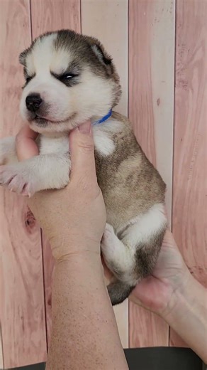 Ice husky puppy male 1