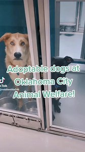 16K views · 273 reactions | FREE PET ADOPTIONS: All adoptions at OKC Animal Welfare are FREE until September 19th. All adoptable animals are spayed/neutered, microchipped and up to date on vaccinations. ALL ANIMALS➡️ https://www.okc.gov/departments/animal-welfare/programs-and-services/adoptions/pets-available-for-adoption | Lacie Lowry | Facebook