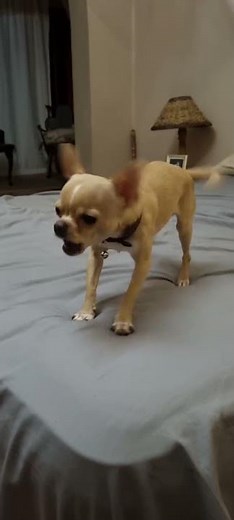 Chihuahua barking, kicking, growling and wagging his tail