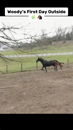 Woody's First Day Out: Zoomies in the Sunshine