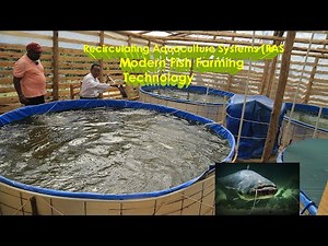 Modern Fish Farming Technology | Try This with Catfish & Leap Big#fishing #acqua源少年 #fishfarming