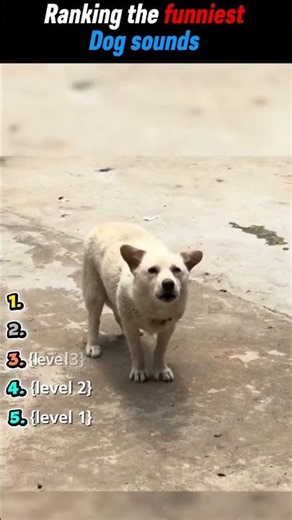 5 Funniest Dog Sound Videos😂 Ranking the funniest dog sound moments.