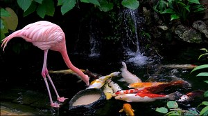 Flamingo eats food from the lake from feeder, fish swim up to feed, colorful large sea inhabitants. Lives on Caribbean coast. largest representative of the flamingo family. Victoria Butterfly Gardens