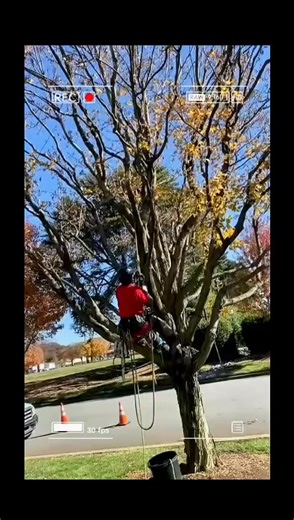 🌳 Tree Health 101: 3 Signs Your Tree Is Sick 3 signs your tree might be in trouble: 1️⃣ Dead branches 2️⃣ Mushrooms growing at the base 3️⃣ Bark peeling or falling off These are early warnings of decay, disease, or structural weakness and catching them early can save your tree and your property. At Spikes-Out Tree Care, our ISA Certified Arborists know exactly what to look for and how to treat it. Don’t wait for the problem to spread or become dangerous. If you see any of these signs, your tree