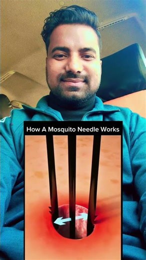 The Mosquito 🦟 #letsstudy