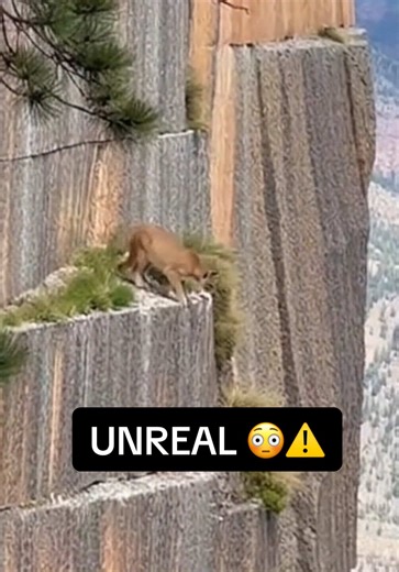 Mountain Lion's Epic Fall from Great Heights