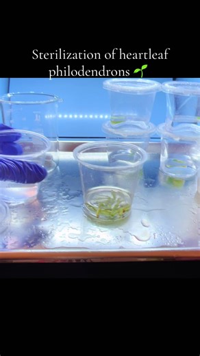 First I soaked them in 70% ethonal for roughly 30 seconds, then mixed in a 10% solution for 20 min #tissuculture #planttiktok #plants #lab #houseplants