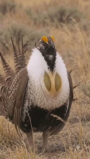 Greater Sage-Grouse Most Beautiful and Rare of the Nature 🐦