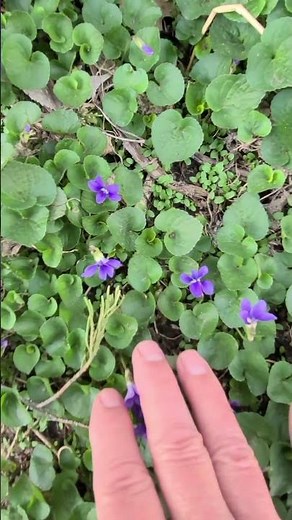 Wild Violets Spread Very Aggressively! Think Twice Before Planting.