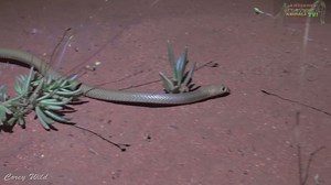 Brown snake | one of Australia's deadliest