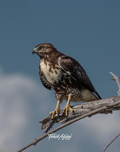 10K views · 241 reactions | Adult Red-tailed Hawk chasing a juvenile Red-tailed Hawk. #hawks #redtailedhawk #birdsofprey #bird_watchers_daily #birdsofafeather | Tohid Azimi | Facebook