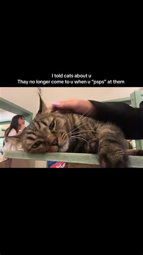 Galli Kitchen Reviews for Cat Lovers