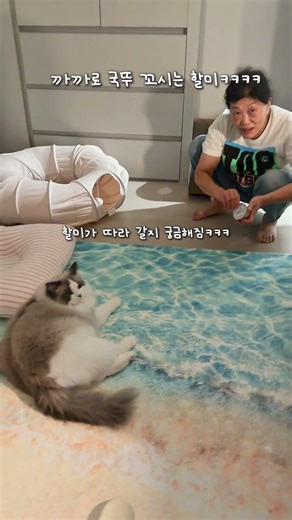 최애 까까로 국수 유혹하는 할미ㅋㅋㅋ #고양이#귀여운고양이#랙돌#ragdolls#고양이영상#고양이유튜브#고양이일상#랙돌고양이#개냥이#랙돌국수