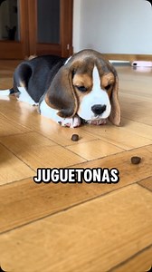 5.8K views · 15K reactions | Las 4 razas de perro más juguetonas con los humanos #dogs #perros | LadrandoBelleza | Facebook