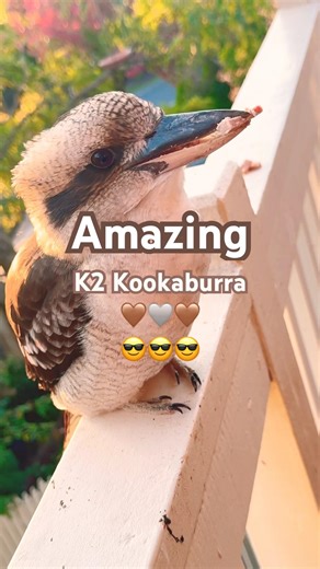 Australian kookaburra sounds