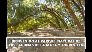 20K views · 1K reactions | Bienvenidos al Parque Natural de las Lagunas de La Mata y Torrevieja. Un lugar donde encontrarás bellos paisajes y una amplia variedad de flora y fauna. En esta primavera, la vida se abre paso y multitud de aves se reproducen en la misma orilla de la laguna de La Mata. El vídeo, con el que seguimos celebrando el Día Europeo de los Parques Naturales, nos lo hace llegar nuestro amigo Julio Jesús Añel. | Proyecto Mastral - El Tiempo en Torrevieja | Facebook