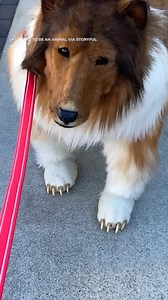 he reportedly wants to live life as a dog named "toco." ok, werk. 😩 #reels #dogs #help #pets #imsorry #doggo #bordercollie #collie | In The Know Innovation