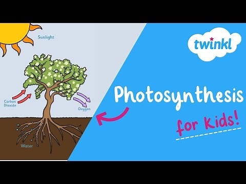 Photosynthesis for Kids! | What Is Photosynthesis? | Twinkl USA