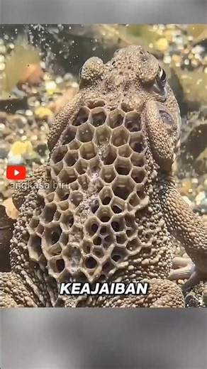 Trypophobia? Why This Hole Gives You the Shivers! ⭐#trypophobia #animalfacts #shorts