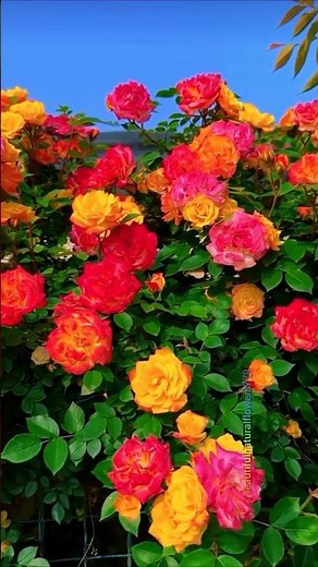 Thousands of Blooming Roses 🌹 | Peaceful Flower Garden Tour