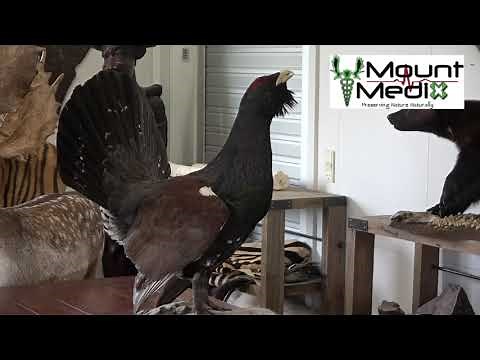 Tutorial in cleaning, insect-proofing and maintenance of a bird taxidermy mount / trophy mount