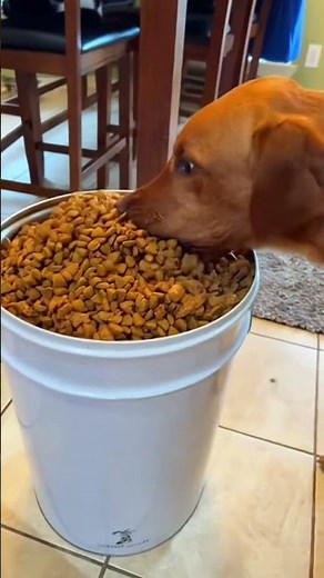 Dogs Doing Tricks That Will Blow Your Mind #MindBlowingDogs #FunnyPets