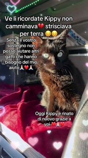 Aiutiamo Pavona ha sconfiggere la Fip🙏🏻❤️condividete i miei video più di 100 gatti da aiutare❤️