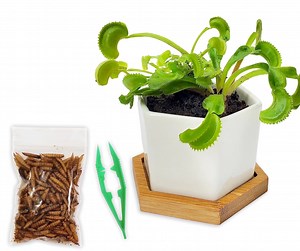Venus Fly trap Live Plant in White Ceramic Pot with Venus Fly Trap Food – Bug-Eating Indoor Plant Kit with Sphagnum Moss – Carnivorous Houseplant for Kids & Adults