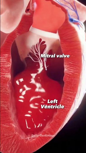HEART at WORK !! #heart #anatomy #animation #cardiology #shorts