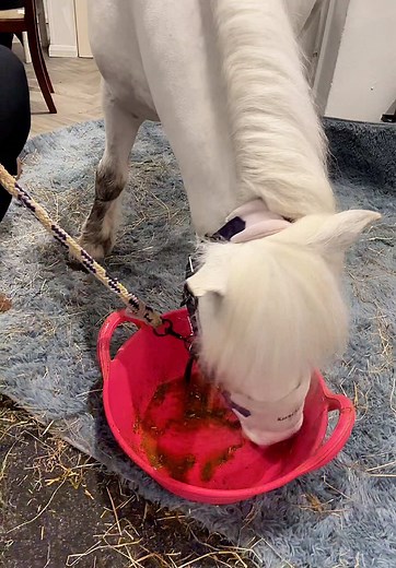 Pony Party Birthday Celebration Ideas