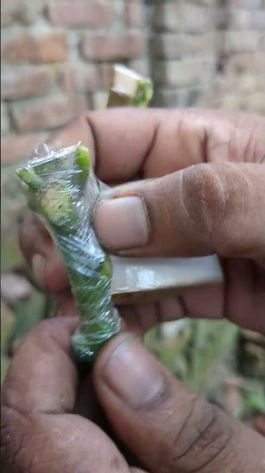 Easy Plant Grafting Technique | Fast & Best Way to Propagate Any Plant 🌱 | Scion Grafting Tutorial