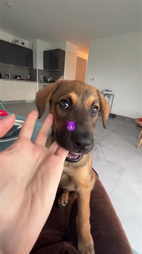 Bref la vie avec un chiot 😂