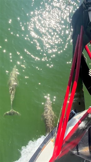 You never know what you're going to see when you go out on the Fort Myers Beach pirate ship! #fortmyersbeach #fortmyers #capecoral | Salty Sam's Pirate Cruise