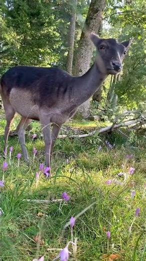 So elegant und schon läuft über die Blumen wiese die Schönheit 😍