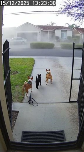 What Was A Bombay Cat Doing Here? CCTV Reveals All